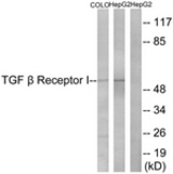 Western blot of extracts from HepG2/COLO cells, using TGF beta Receptor I (Ab-165) Antibody. The lane on the right is treated with the synthesized peptide.
