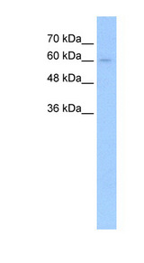 TGFBR2 antibody LS-C40499 Western blot of HepG2 cell lysate.