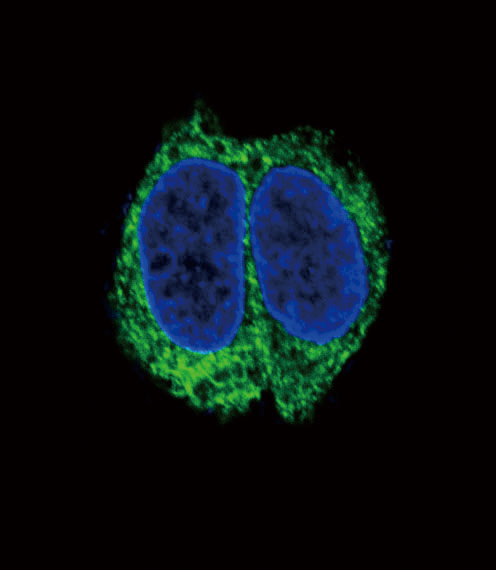 Confocal immunofluorescent of TGFBR2 Antibody with HepG2 cell followed by Alexa Fluor 488-conjugated goat anti-rabbit lgG (green). DAPI was used to stain the cell nuclear (blue).