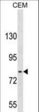 TGFBRAP1 Antibody western blot of CEM cell line lysates (35 ug/lane). The TGFBRAP1 antibody detected the TGFBRAP1 protein (arrow).