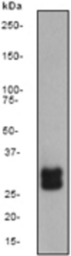 Western blot analysis on K562 cell lysate using anti-TGIF antibody, dilution 1:1000.