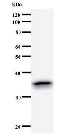 Western blot of immunized recombinant protein using TGIF antibody.