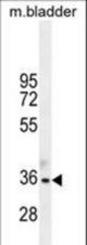 TGIF1 Antibody (Center L223) western blot of mouse bladder tissue lysates (35 ug/lane). The TGIF1 antibody detected the TGIF1 protein (arrow).
