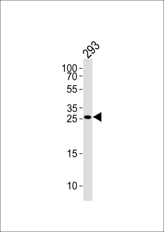 TGIF2 Antibody western blot of 293 cell line lysates (35 ug/lane). The TGIF2 antibody detected the TGIF2 protein (arrow).