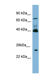 TGM3 / Transglutaminase 3 antibody LS-C107560 Western blot of PANC1 cell lysate.