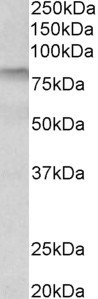 TGM3 antibody (0.3 ug/ml) staining of Human Tonsil lysate (35 ug protein in RIPA buffer). Primary incubation was 1 hour. Detected by chemiluminescence.