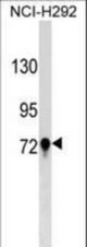 TGM3 Antibody western blot of NCI-H292 cell line lysates (35 ug/lane). The TGM3 antibody detected the TGM3 protein (arrow).