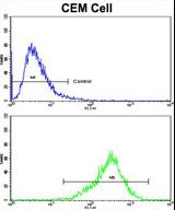 Flow cytometric of CEM cells using TGM4 Antibody (bottom histogram) compared to a negative control cell (top histogram). FITC-conjugated goat-anti-rabbit secondary antibodies were used for the analysis.