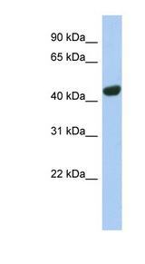 TGOLN2 / TGN46 antibody LS-B6842 Western blot of Fetal Stomach lysate.
