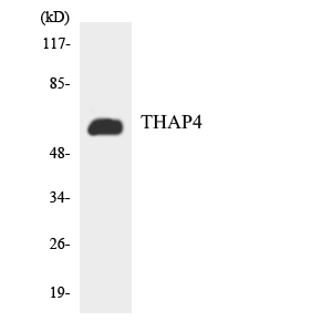 Western blot of the lysates from HT-29 cells using THAP4 antibody.