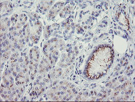 IHC of paraffin-embedded Human pancreas tissue using anti-THAP6 mouse monoclonal antibody.