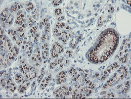 IHC of paraffin-embedded Human pancreas tissue using anti-THAP6 mouse monoclonal antibody.