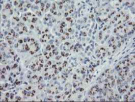 IHC of paraffin-embedded Human pancreas tissue using anti-THAP6 mouse monoclonal antibody.
