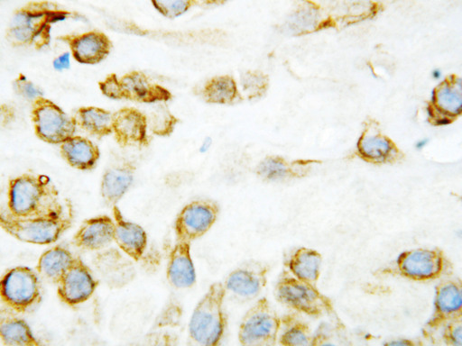 THBS2 / Thrombospondin 2 antibody. IHC(P): Human Placenta Tissue.