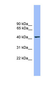THEG antibody LS-C117036 Western blot of Fetal Heart lysate.