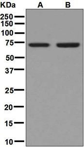 Western blot analysis on (A) human thymus and (B) Jurkat lysates using anti-THEMIS antibody.