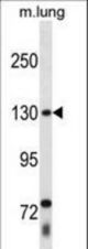 THRAP3 Antibody western blot of mouse lung tissue lysates (35 ug/lane). The THRAP3 antibody detected the THRAP3 protein (arrow).