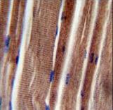 THUM3 Antibody immunohistochemistry of formalin-fixed and paraffin-embedded human skeletal muscle followed by peroxidase-conjugated secondary antibody and DAB staining.