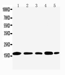 WB of TIA-1 antibody. Lane 1: JURKAT Cell Lysate. Lane 2: RAJI Cell Lysate. Lane 3: CEM Cell Lysate. Lane 4: HT1080 Cell Lysate. Lane 5: K562 Cell Lysate.