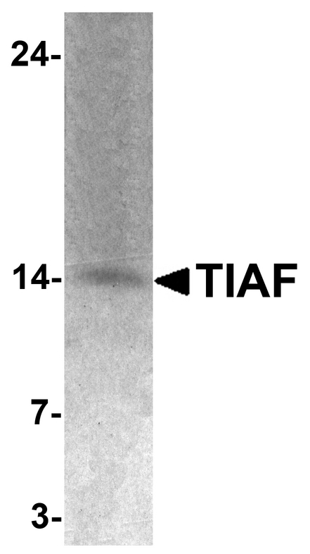 Western blot analysis of TIAF in K562 cell lysate with TIAF antibody at 1 ug/ml.