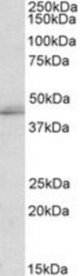 TIAL1 antibody (2 ug/ml) staining of K562 lysate (35 ug protein/ml in RIPA buffer). Primary incubation was 1 hour. Detected by chemiluminescence.