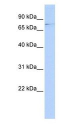 TIF-IA / RRN3 antibody Western Blot of HeLa cell lysate. RRN3 is supported by BioGPS gene expression data to be expressed in HeLa.