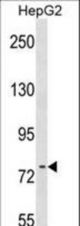 RRN3 Antibody western blot of HepG2 cell line lysates (35 ug/lane). The RRN3 antibody detected the RRN3 protein (arrow).