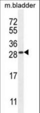TIFAB Antibody western blot of mouse bladder tissue lysates (35 ug/lane). The TIFAB antibody detected the TIFAB protein (arrow).