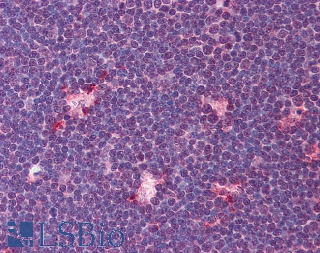 Anti-TIMD4 / TIM4 antibody IHC of human thymus. Immunohistochemistry of formalin-fixed, paraffin-embedded tissue after heat-induced antigen retrieval. Antibody LS-B598 concentration 5 ug/ml.