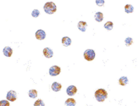 Immunocytochemistry of TIM-4 in Jurkat cells with TIM-4 antibody at 10 ug/ml.