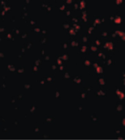 Immunofluorescence of TIM-4 in Jurkat cells with TIM-4 antibody at 20 ug/ml.