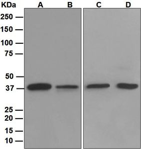 Western blot analysis on (A) 293T, (B) SH-SY5Y, (C) HepG2, and (D) HeLa cell lysates using anti-TIMM50 antibody.