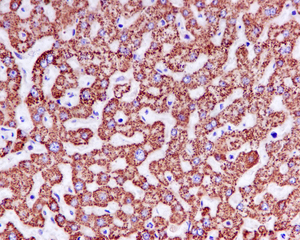 IHC of paraffin-embedded liver tissue using anti-TIMM50 antibody. 