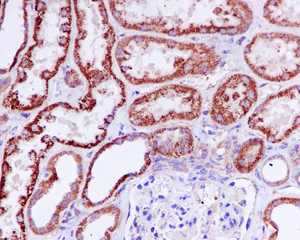 IHC of paraffin-embedded kidney tissue using anti-TIMM50 antibody. 