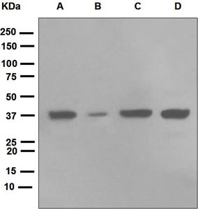 Western blot analysis on (A) 293T, (B) SH-SY5Y, (C) HepG2, and (D) HeLa cell lysates using anti-TIMM50 antibody.