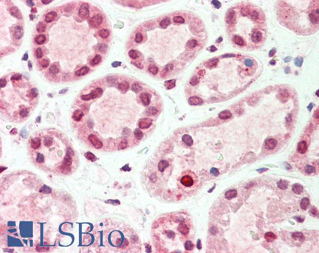 Anti-TIMP4 antibody IHC staining of human kidney. Immunohistochemistry of formalin-fixed, paraffin-embedded tissue after heat-induced antigen retrieval.