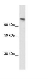Fetal Brain Lysate