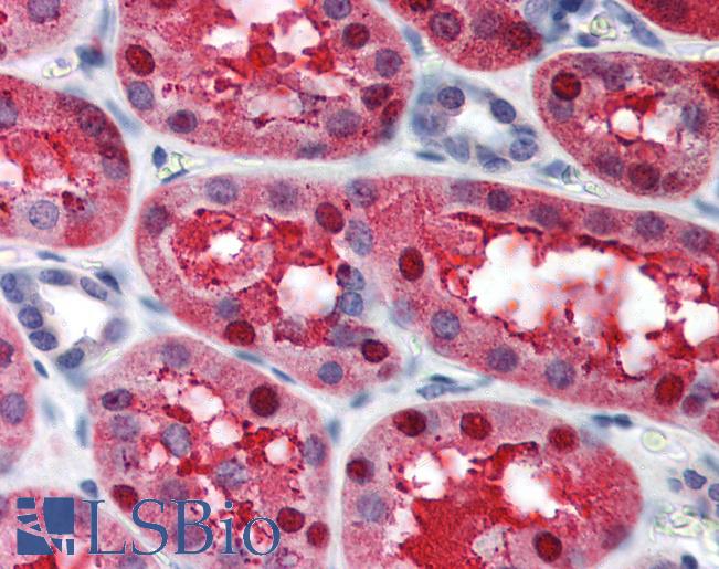 Anti-CAND1 antibody IHC of human kidney. Immunohistochemistry of formalin-fixed, paraffin-embedded tissue after heat-induced antigen retrieval. Antibody LS-B347 dilution 1:500.