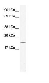 Fetal Liver Lysate