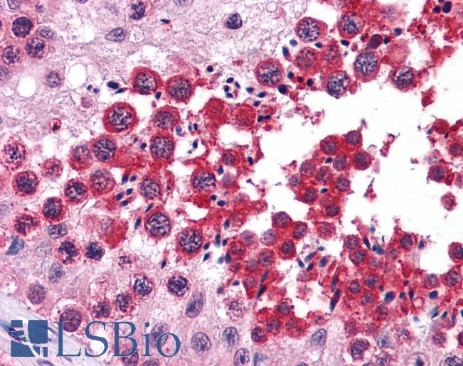 Anti-RUVBL2 antibody IHC of human testis. Immunohistochemistry of formalin-fixed, paraffin-embedded tissue after heat-induced antigen retrieval. Antibody LS-B4213 concentration 10 ug/ml.