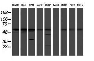 Western blot of extracts (35 ug) from 9 different cell lines by using anti-RUVBL2 monoclonal antibody.