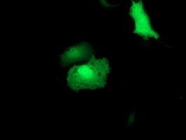 Anti-RUVBL2 mouse monoclonal antibody immunofluorescent staining of COS7 cells transiently transfected by pCMV6-ENTRY RUVBL2.