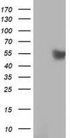 HEK293T cells were transfected with the pCMV6-ENTRY control (Left lane) or pCMV6-ENTRY RUVBL2 (Right lane) cDNA for 48 hrs and lysed. Equivalent amounts of cell lysates (5 ug per lane) were separated by SDS-PAGE and immunoblotted with anti-RUVBL2.