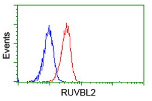 Flow cytometry of Jurkat cells, using anti-RUVBL2 antibody (Red), compared to a nonspecific negative control antibody (Blue).