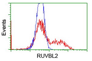 HEK293T cells transfected with either overexpress plasmid (Red) or empty vector control plasmid (Blue) were immunostained by anti-RUVBL2 antibody, and then analyzed by flow cytometry.