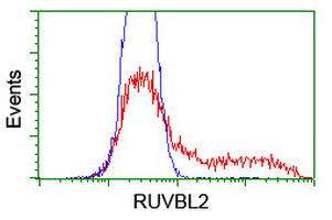 HEK293T cells transfected with either overexpress plasmid (Red) or empty vector control plasmid (Blue) were immunostained by anti-RUVBL2 antibody, and then analyzed by flow cytometry.