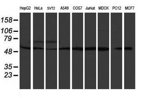 Western blot of extracts (35ug) from 9 different cell lines by using anti-RUVBL2 monoclonal antibody (HepG2: human; HeLa: human; SVT2: mouse; A549: human; COS7: monkey; Jurkat: human; MDCK: canine; PC12: rat; MCF7: human).