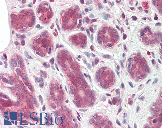 Anti-TIPRL / TIP antibody IHC staining of human breast. Immunohistochemistry of formalin-fixed, paraffin-embedded tissue after heat-induced antigen retrieval.