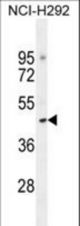 TJAP1 Antibody western blot of NCI-H292 cell line lysates (35 ug/lane). The TJAP1 antibody detected the TJAP1 protein (arrow).