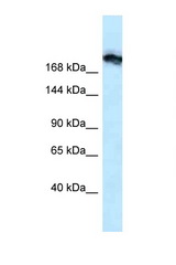 TJP1 / ZO-1 antibody LS-C145545 Western blot of Rat Lung lysate. Antibody concentration 1 ug/ml.